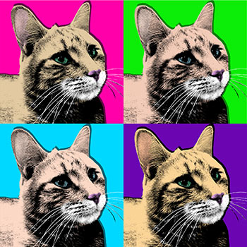 warhol cat 4 panel pop art canvas example with multicoloured squares