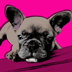 warhol dog pop art canvases